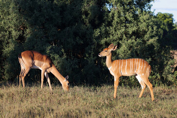 Schwarzfersenantilope / Impala / Aepyceros melampus