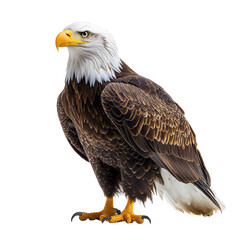 Fototapeta premium American bald eagle isolated on transparent background
