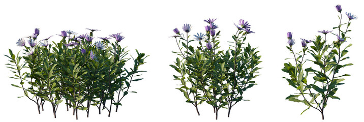 Set of frontal Osteospermum fruticosum (commonly known as the shrubby or trailing African Daisy) isolated png on a transparent background perfectly cutout high resolution