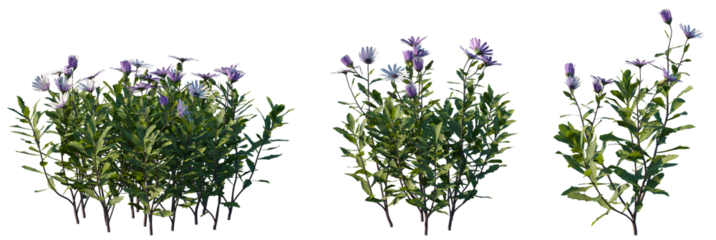 Set of frontal Osteospermum fruticosum (commonly known as the shrubby or trailing African Daisy) isolated png on a transparent background perfectly cutout high resolution