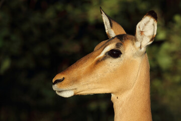 Obraz premium Schwarzfersenantilope / Impala / Aepyceros melampus