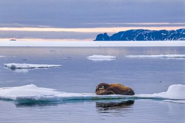 Walrus on an ice floe in the arctic