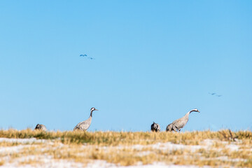 Cranes on a hill at a blue sky in spring