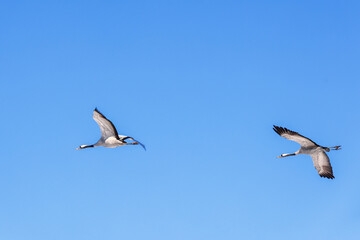 Migratory cranes flying in the sky
