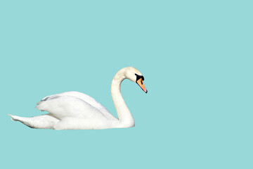 White mute swan on a blue background.