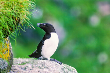 Fototapeta premium Razorbill bird on a cliff with open beak