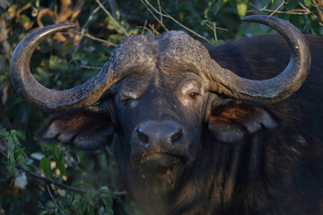 Naklejka premium Kaffernbüffel / African buffalo / Syncerus caffer