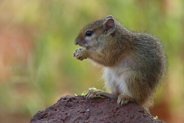 Ockerfu&szlig;buschh&ouml;rnchen / Tree squirrel / Paraxerus cepapi