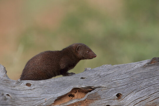 S&uuml;dliche Zwergmanguste / Dwarf mongoose / Helogale parvula