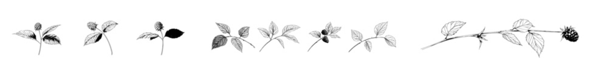 Different raspberry branches arranged on a white backdrop