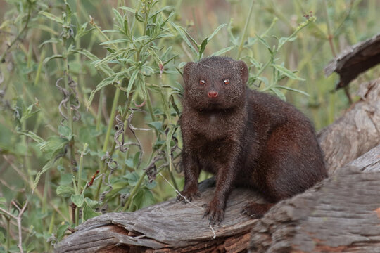 S&uuml;dliche Zwergmanguste / Dwarf mongoose / Helogale parvula