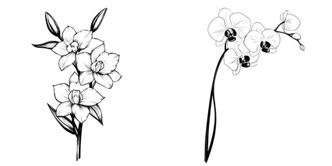 Isolated modern illustration of a black and white engraved ink orchid flower, set against a white background © Andrei