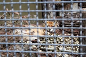 There is a wild animal, a fox, lying in a cage at the zoo.