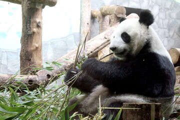 Fototapeta premium Panda bear sits and eats bamboo leaves. 