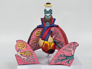 A colorful model illustrates the human respiratory system, emphasizing the lungs and heart concept