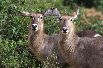 Obraz premium Wasserbock / Waterbuck / Kobus ellipsiprymnus