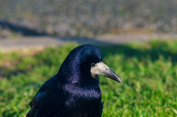 Close up of rooks head with large beak and sparkely eyes