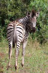 Steppenzebra / Burchell's zebra / Equus quagga burchellii.