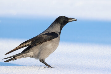 Hooded crow