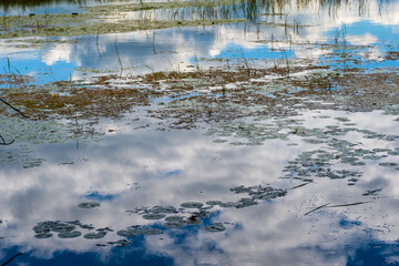 White, puffy cumulus clouds reflected in the still water of a marsh in the Ken Reid Conservation...