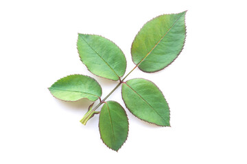 Rose leaves isolated on white background