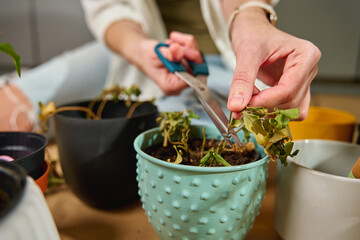 Woman using scissors to cut dried leaves from struggling plant in decorative flower pot. Gardener trims wilted plant at home. Concept of plant care and gardening maintenance