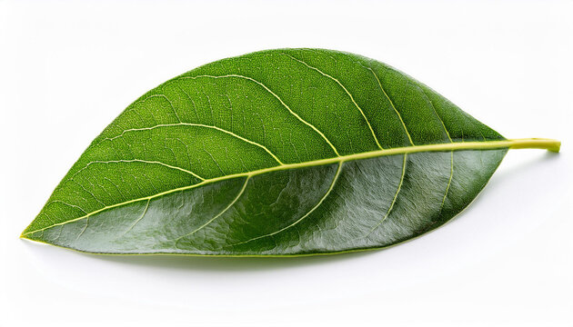 avocado leaf remoted on a white