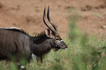 Nyala / Nyala / Tragelaphus angasii.