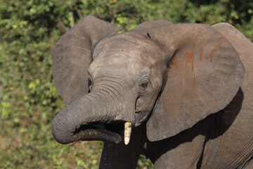 Fototapeta premium Afrikanischer Elefant / African elephant / Loxodonta africana