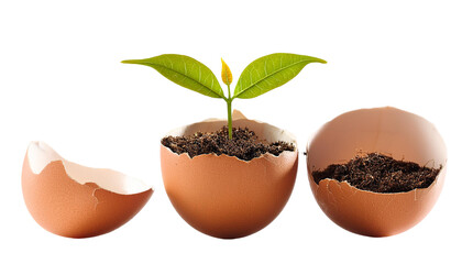 A green plant growing in an egg shell as nature and ecology concept