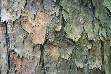 Deeply textured tree bark macro