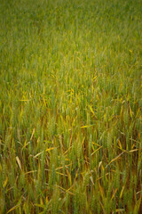Field of thick blossoming grass with limited focus