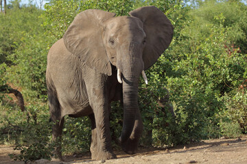 Fototapeta premium Afrikanischer Elefant / African elephant / Loxodonta africana