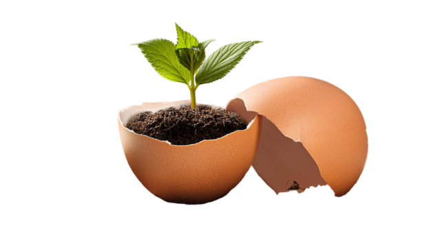A green plant growing in an egg shell as nature and ecology concept