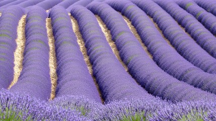 Rows of blooming lavender stretching towards the horizon, creating a purple carpet under the setting sun.