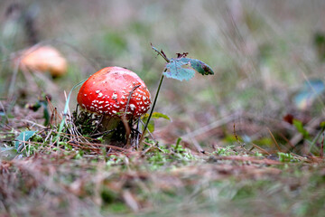 grzyb © Виктор Иванов