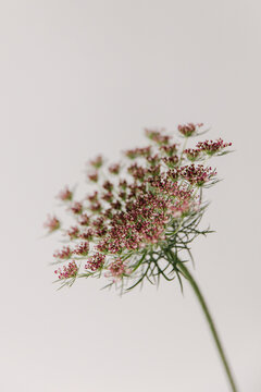 Daucus Carota Dara, wild carrot flower.