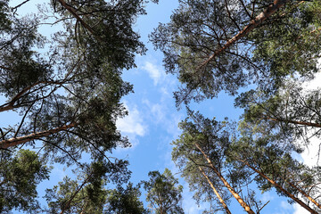 Upside wide angle view in the middle of forest trees.