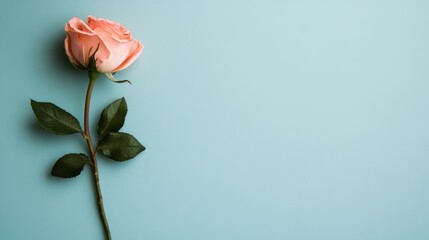 Fototapeta premium A delicate pink rose flower, isolated on a soft-colored background, leaving plenty of space for text or logos.