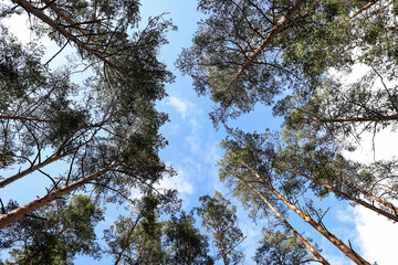 Upside wide angle view in the middle of forest trees.