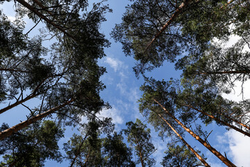 Upside wide angle view in the middle of forest trees.