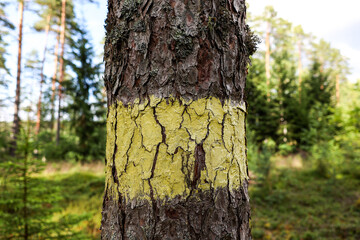 Close-up view of forest tree with green marking for planned cutting.