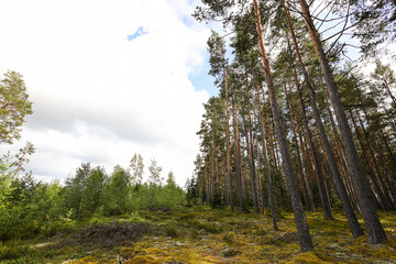 Natural Landscape view with beautiful pine tree forest.