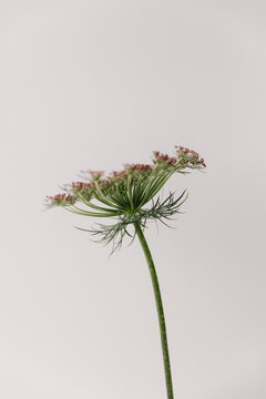 Daucus Carota Dara, wild carrot flower.