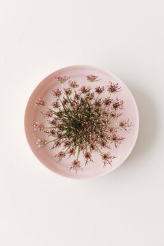 Daucus Carota Dara, wild carrot flower.