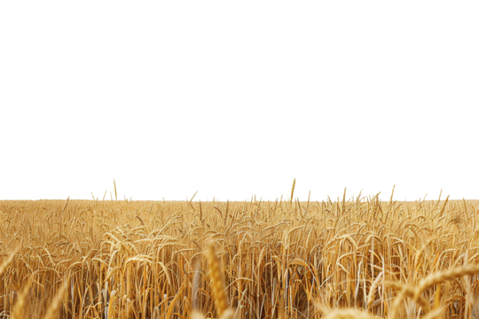 Idyllic Wheat Field beneath Clear Blue Sky Isolated on Transparent Background