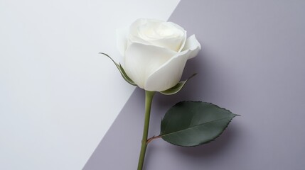 Petal Flower White Garden roses Rose family Hybrid tea rose Flowering plant Cut flowers Rose Floribunda