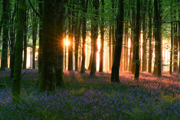 Beautiful sunrise in a magical bluebell forest in Dorset, UK.