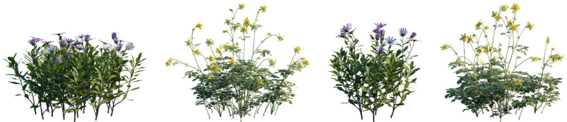 Set of frontal Osteospermum fruticosum and Aquilegia chrysantha isolated png on a transparent...