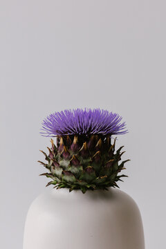 Artichoke in full bloom with purple flower in a white vase.